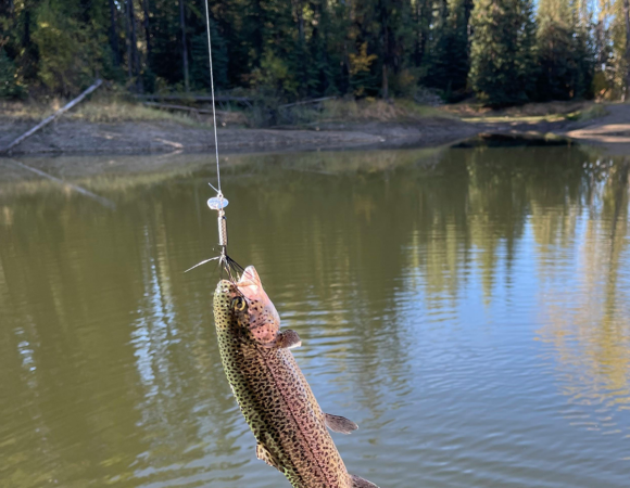 Fish for trout on the Waihou River