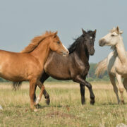 A photo of three horses frolicking in a paddock